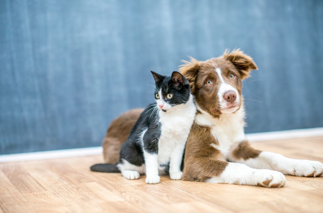 Flooring Options for Pet Owners