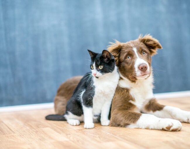 Flooring Options for Pet Owners